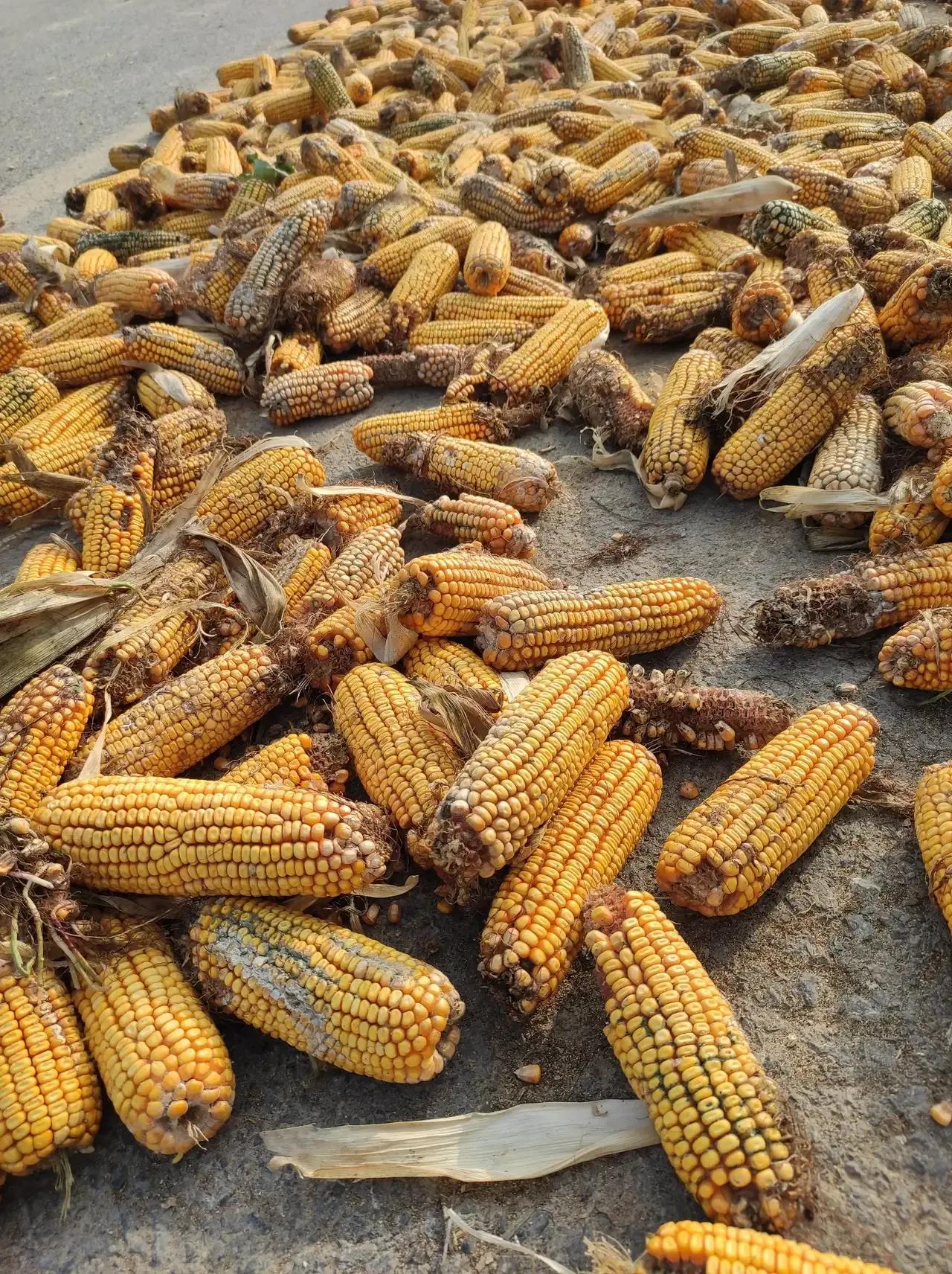 玉米我们那里的方言叫，包谷。