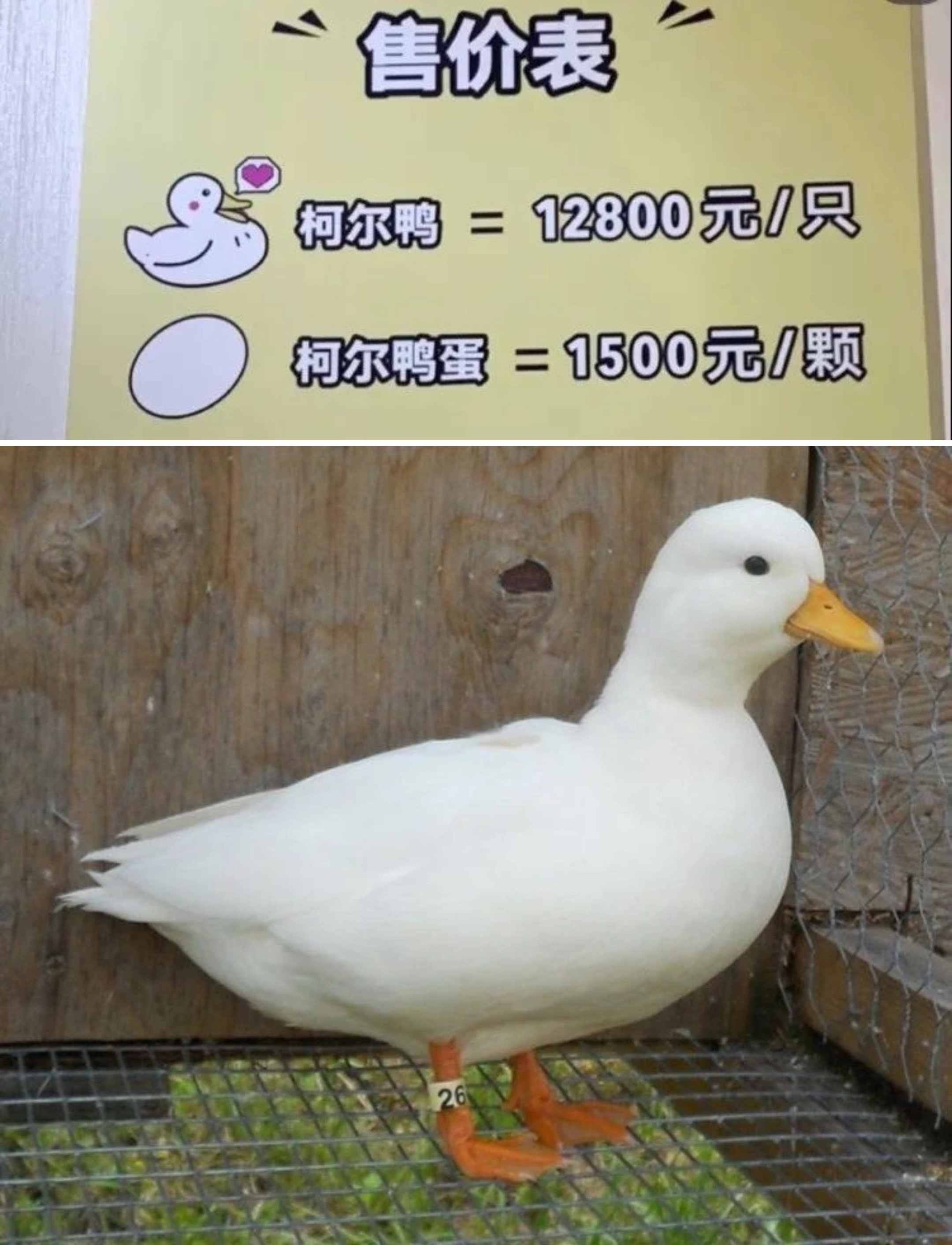 #你认得出柯尔鸭吗#王珞丹养的柯尔鸭当年也被人宰了，她还在微博上发帖找。柯尔鸭一