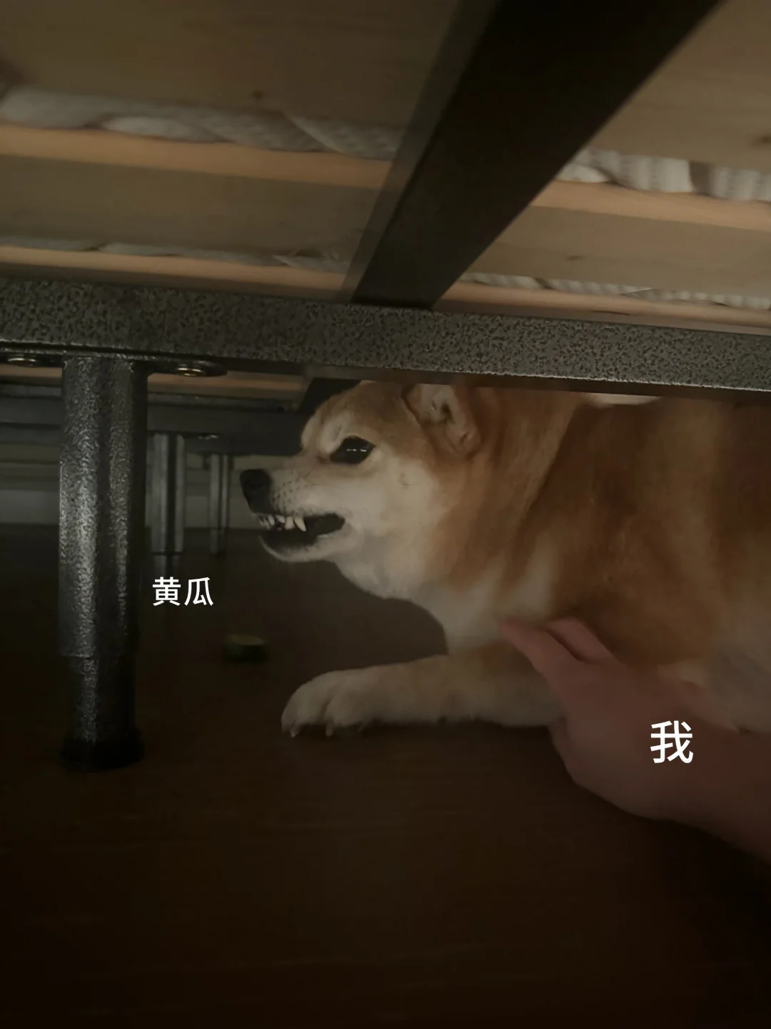 “黄瓜之变”🥒