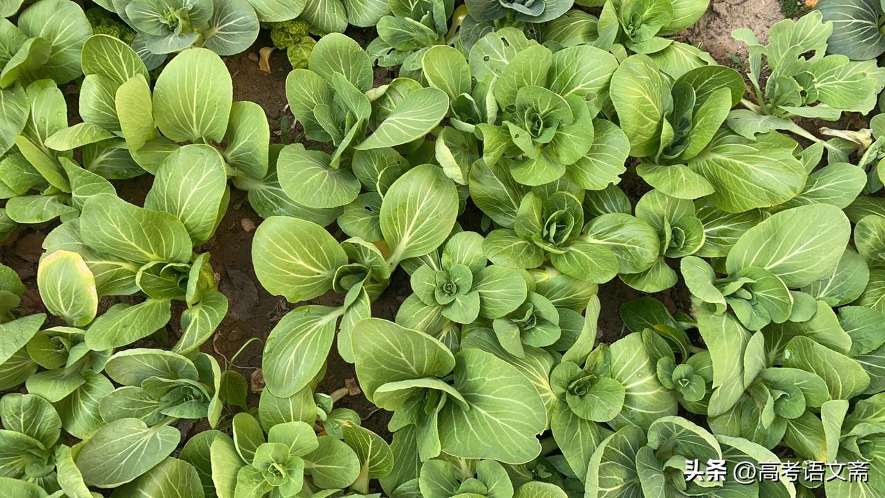 天南地北大拜年绿色蔬菜大丰收，新鲜健康，快来采摘吧！🌱🥗