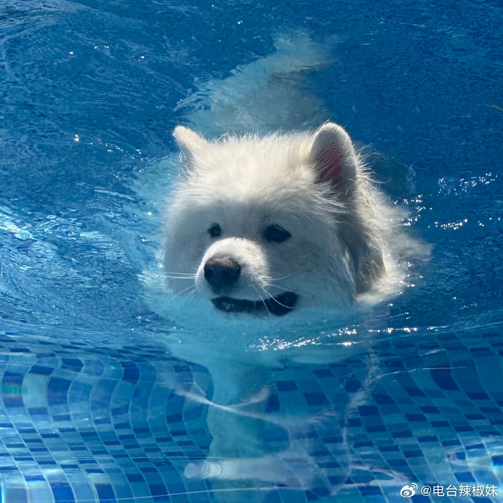 白毛浮绿水 狗掌拨清波 