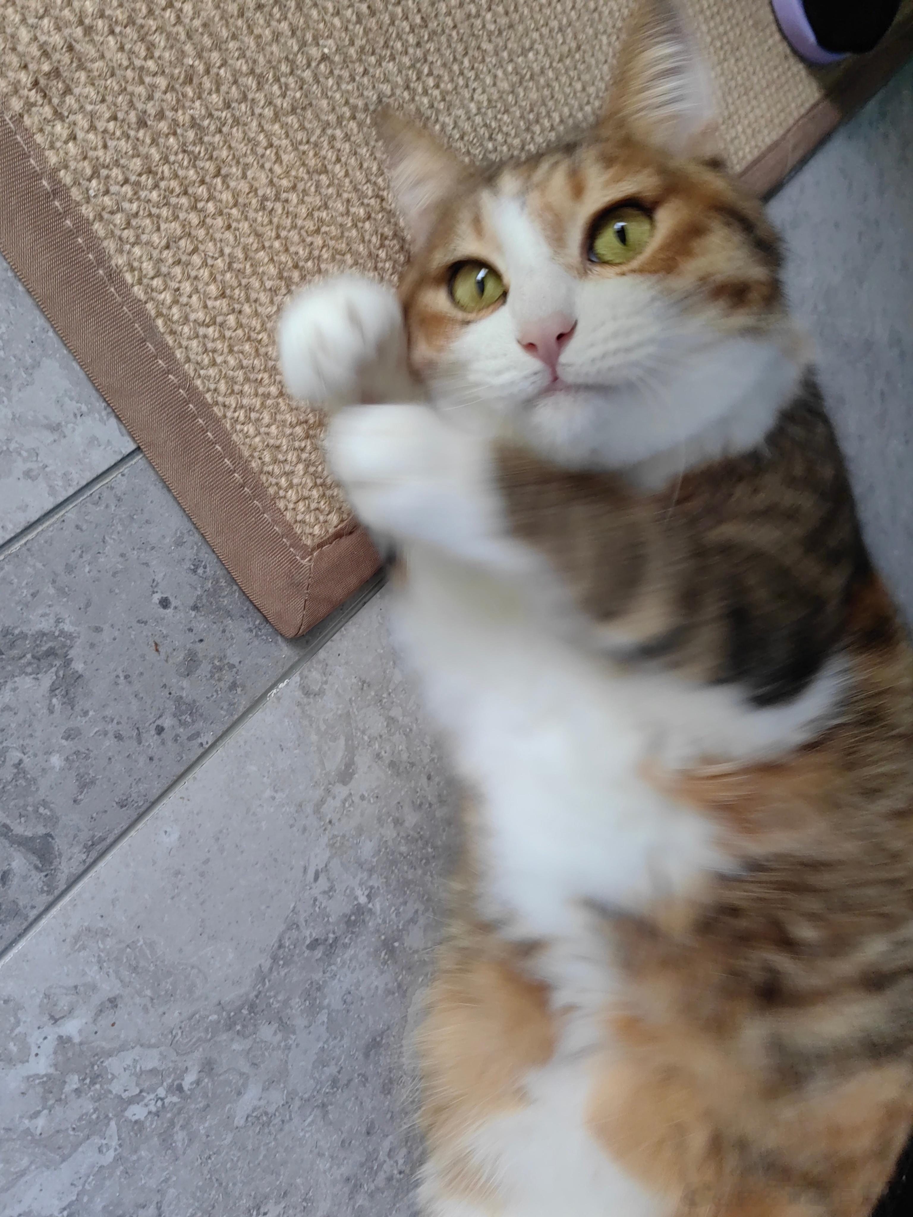 美丽本人酸酸年度高萌瞬间日常吸猫