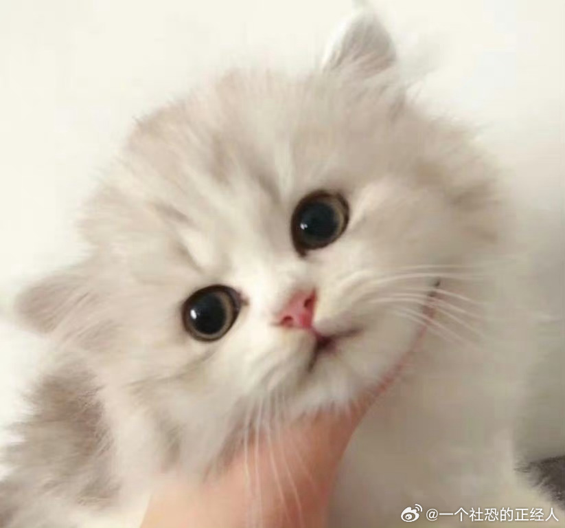 不丢[超话]小萌丢😺 ​​​