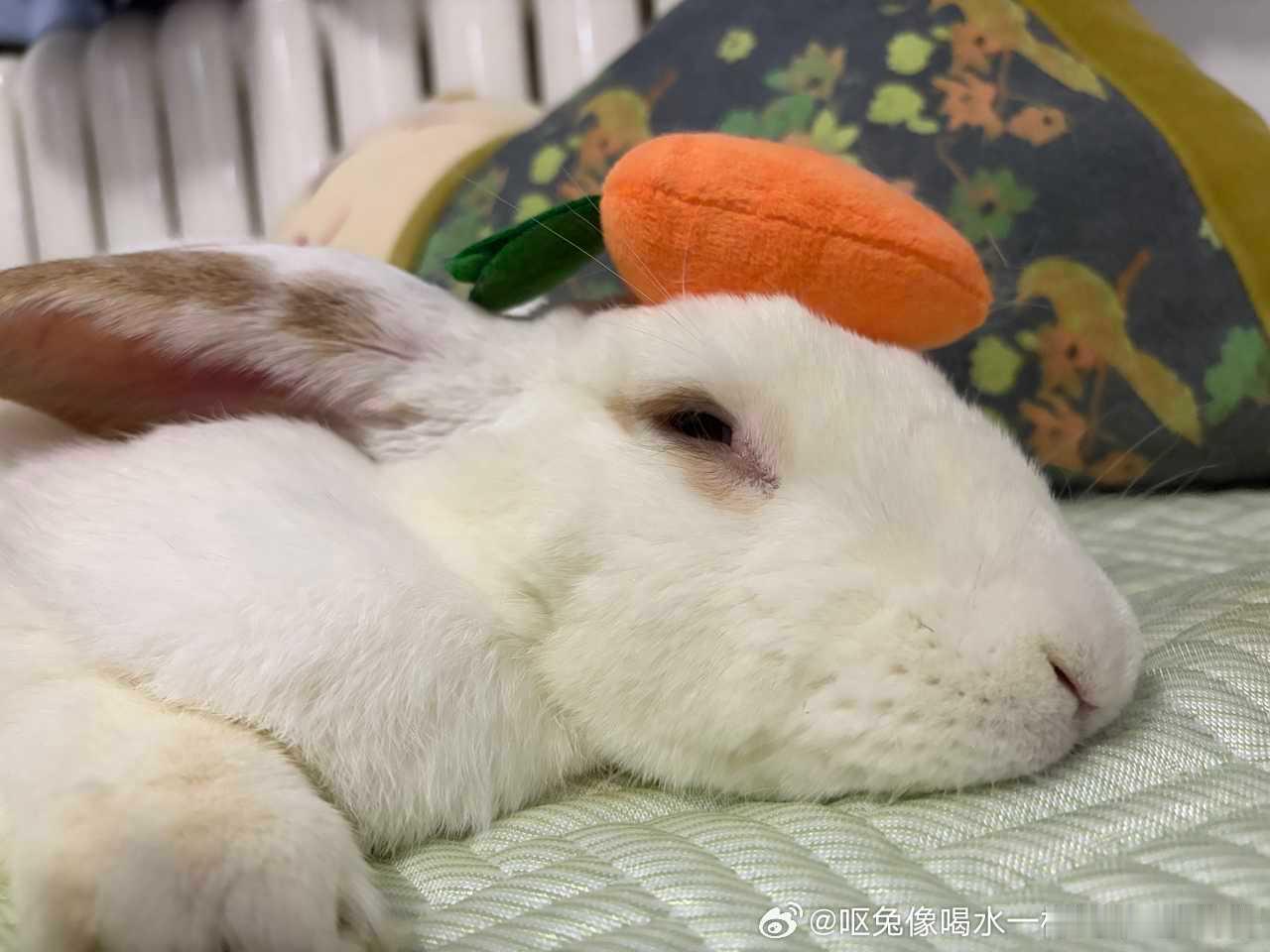 13629🐇【勤劳】人，兔今天辛勤打工顶萝卜一天，请你喝奶茶。 