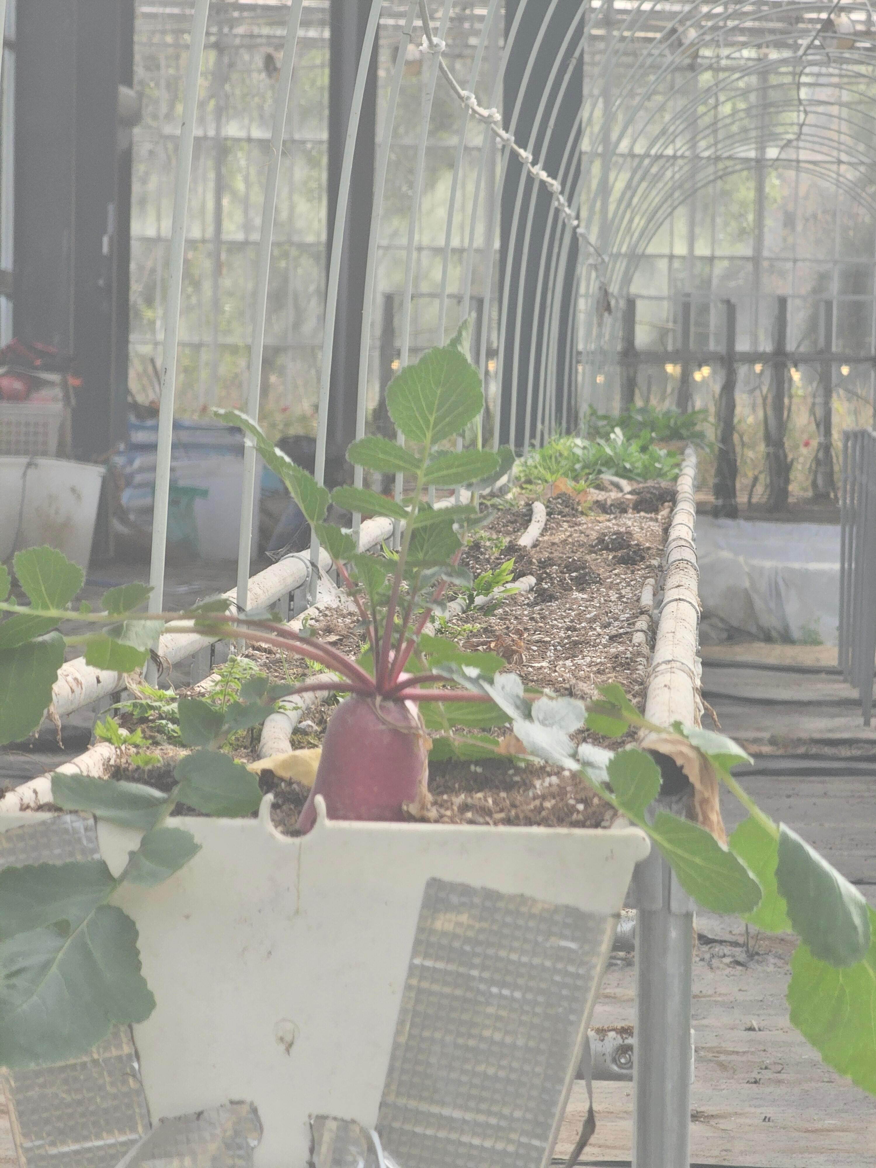 张钥沅，回陡门了能不能看看这个萝卜这个萝卜你能不能去拔了哈哈哈尝尝啥味儿啊？像变