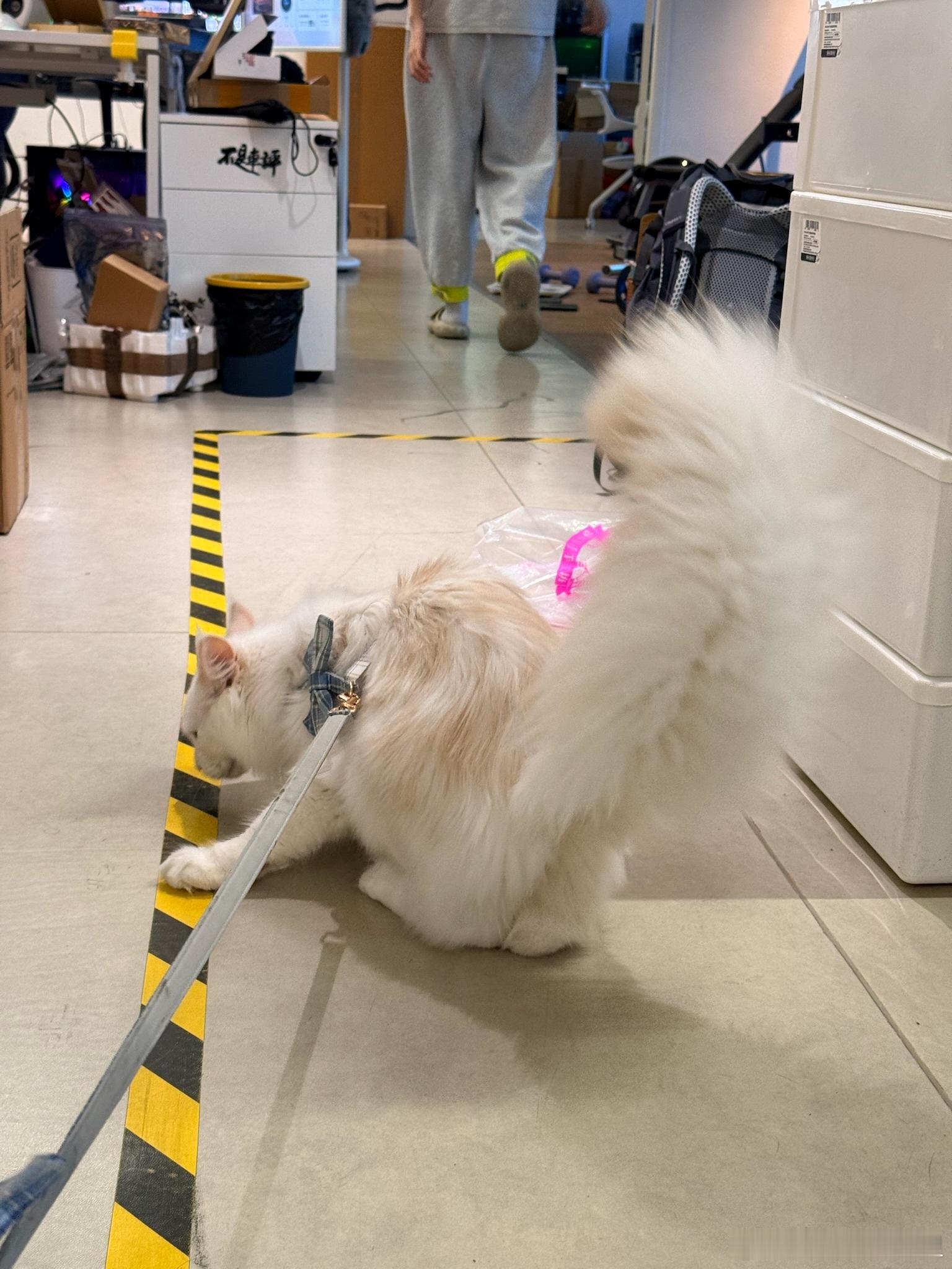 会走的鸡毛掸子！小伙伴的缅因，这尾巴也太长了，感觉尾巴的长度都要比rengo长了