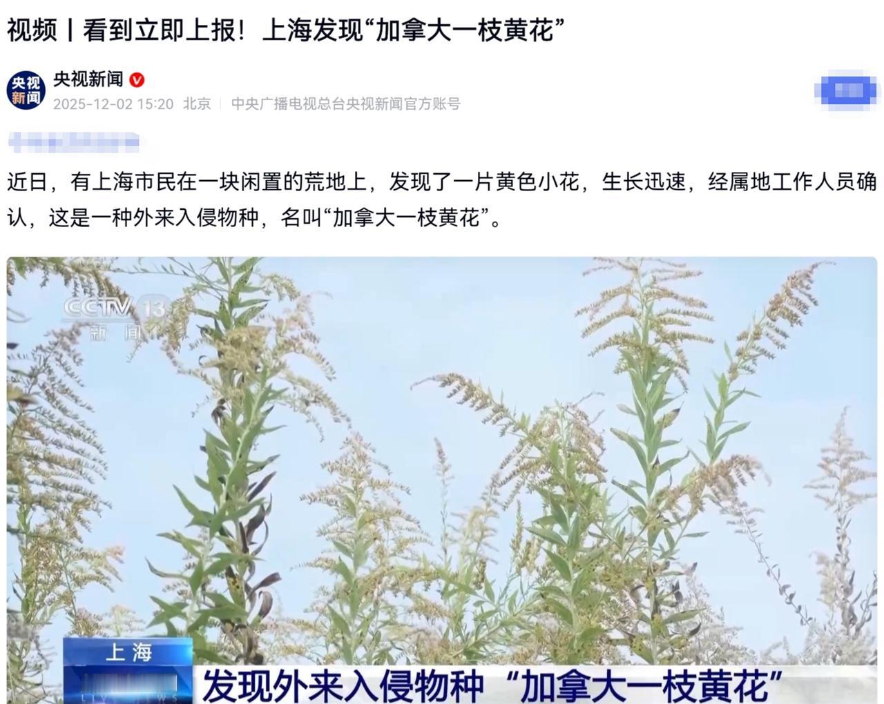 今后看到这个植物，马上向有关部门报告

   外来入侵物种“加拿大一枝黄花”，会