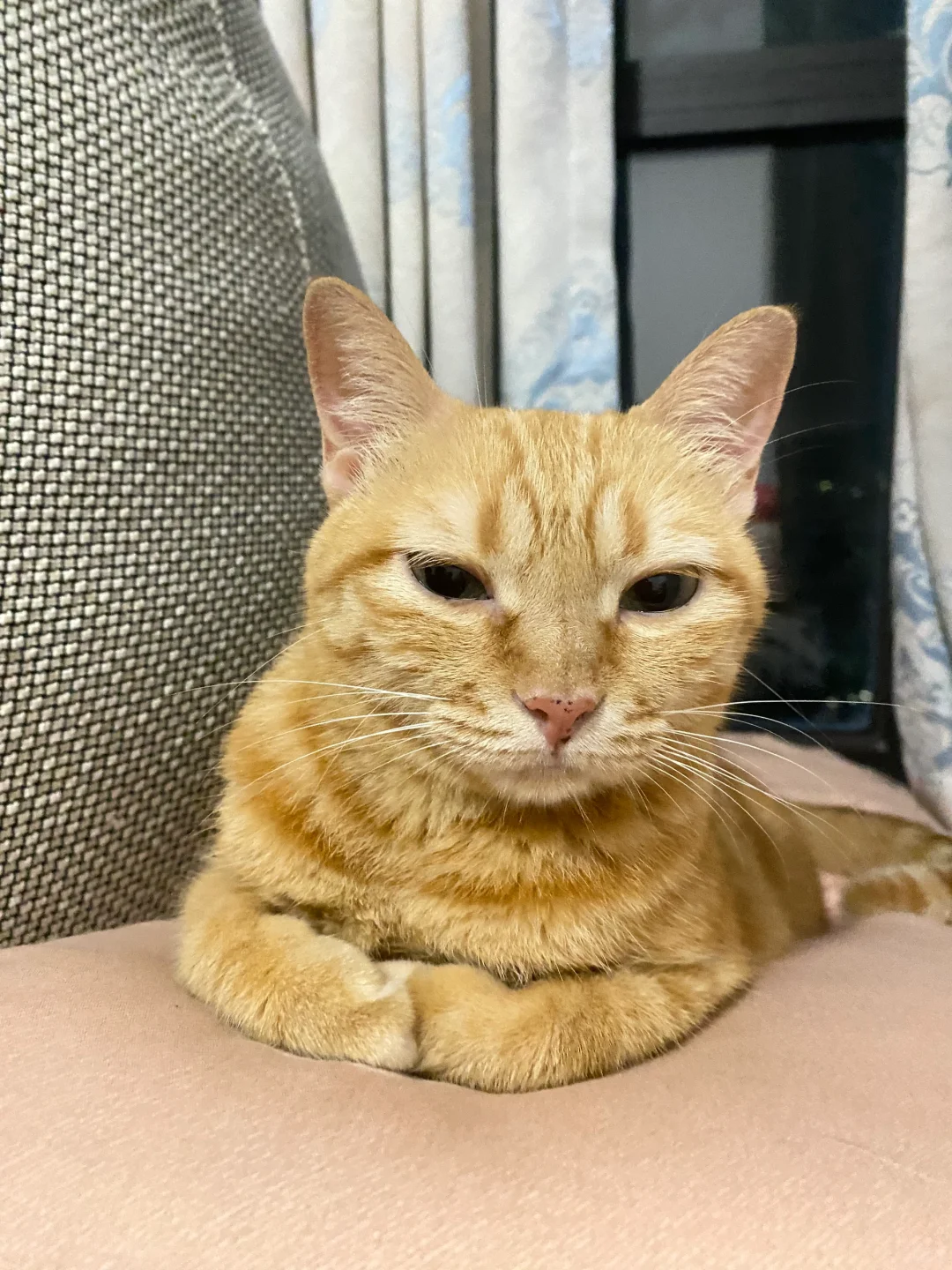 都说了小猫咪没洗脚不能上床！