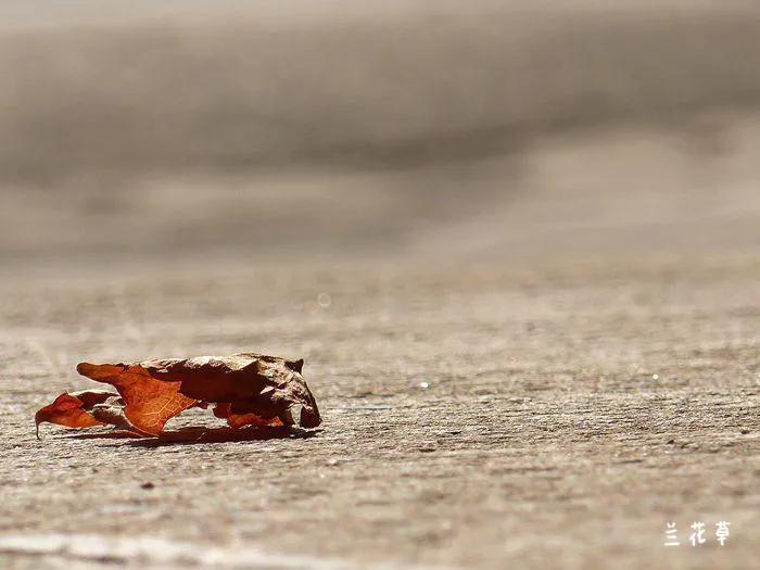 徕卡C相机试镜片。
新的视角，新的发现。