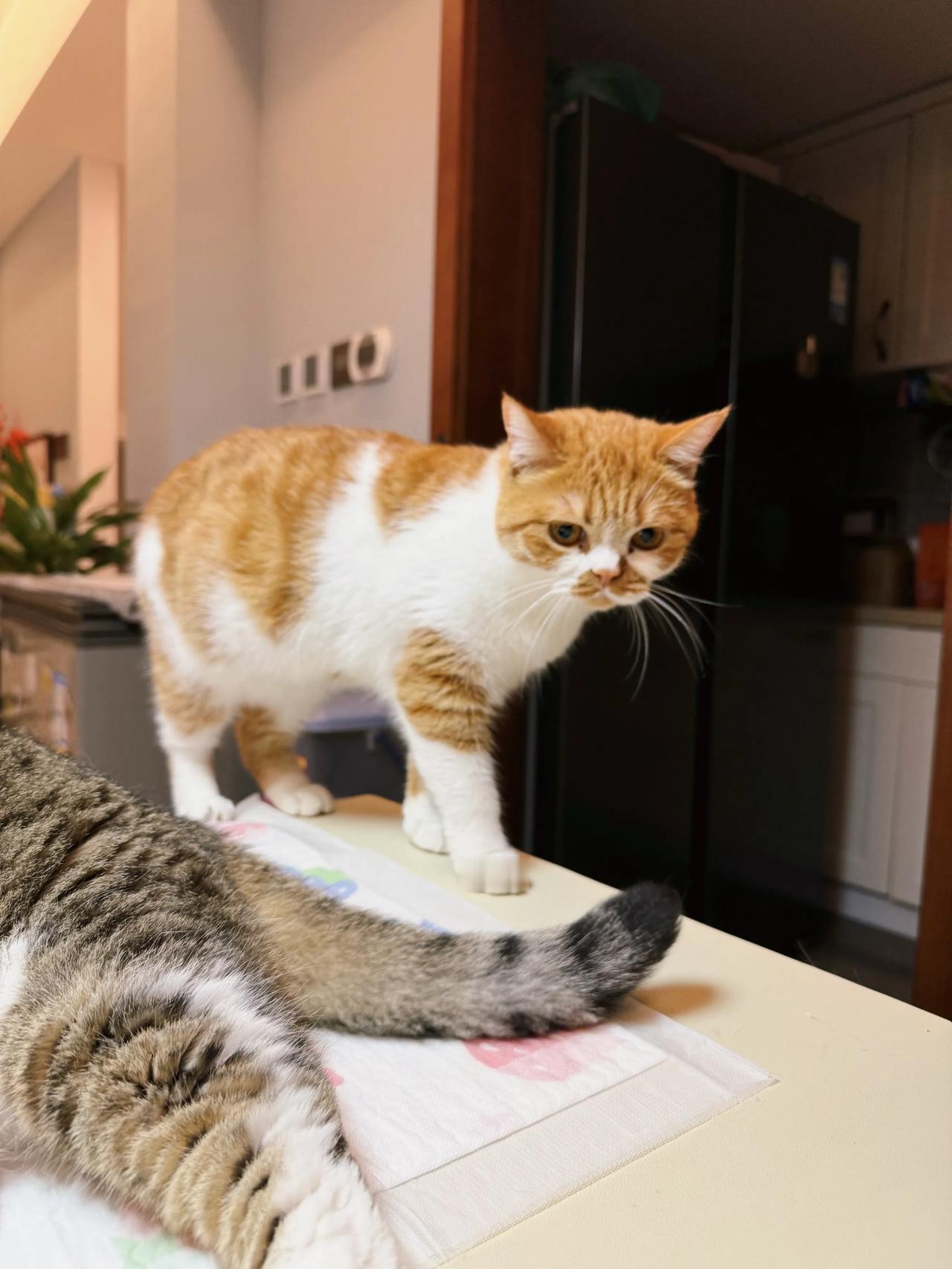 鹿宝仅凭一个眼神就吓走了两只小猫咪！
#猫咪# #萌宠#