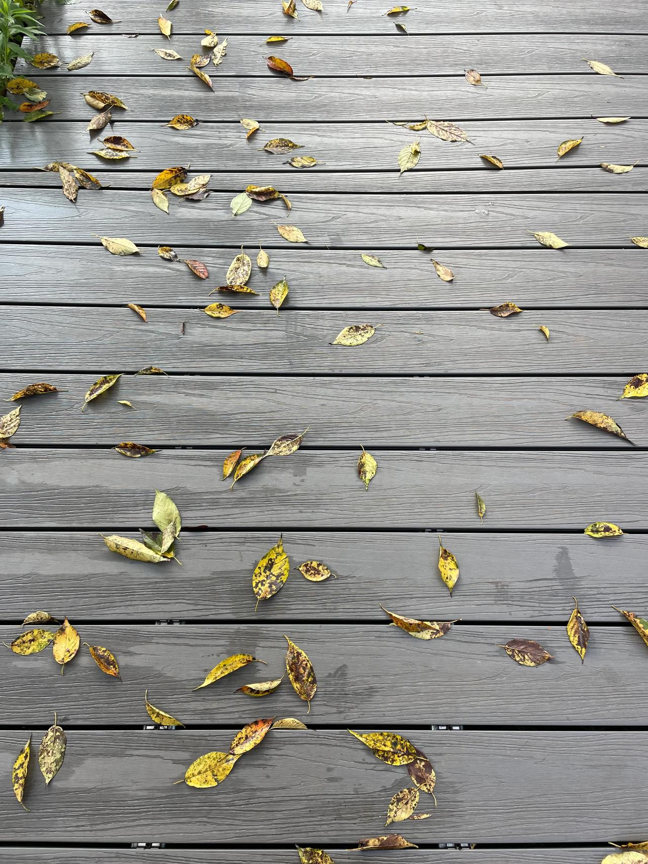 #下联：秋叶金黄铺古道，诚邀上联#
春风翠绿染新枝