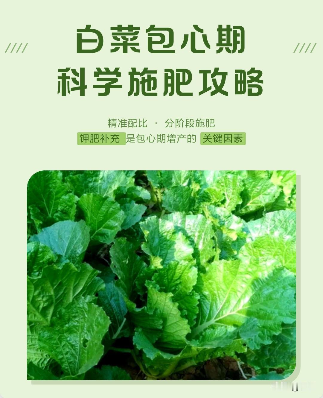 白菜包心期怎么管理
白菜一到包心的时候，可是决定菜疙瘩结得实不实、收成好坏的关键
