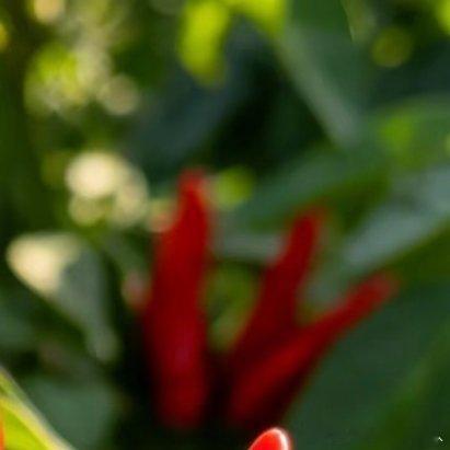 微公益种植🌶️《室外朝天椒种植记》一盆结满红指天一、选对品种 🌱室外种朝天椒