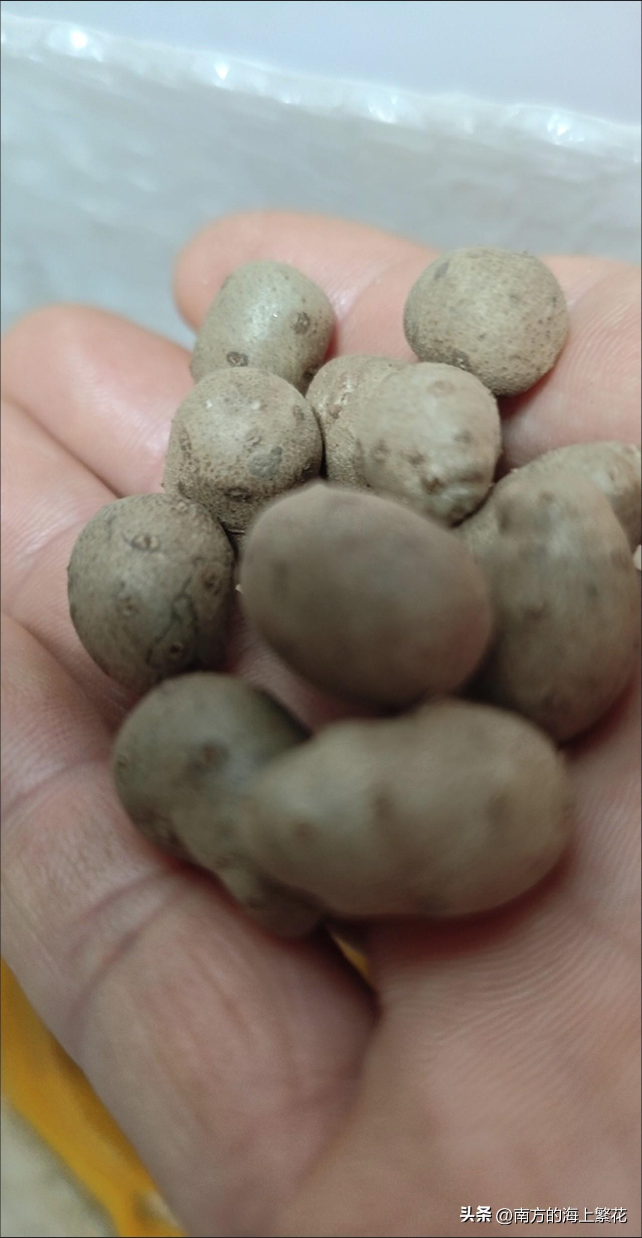 真的是颠覆了我的认知，原来淮山是有种子的，叫做淮山豆。而且这个种子还可以直接食用