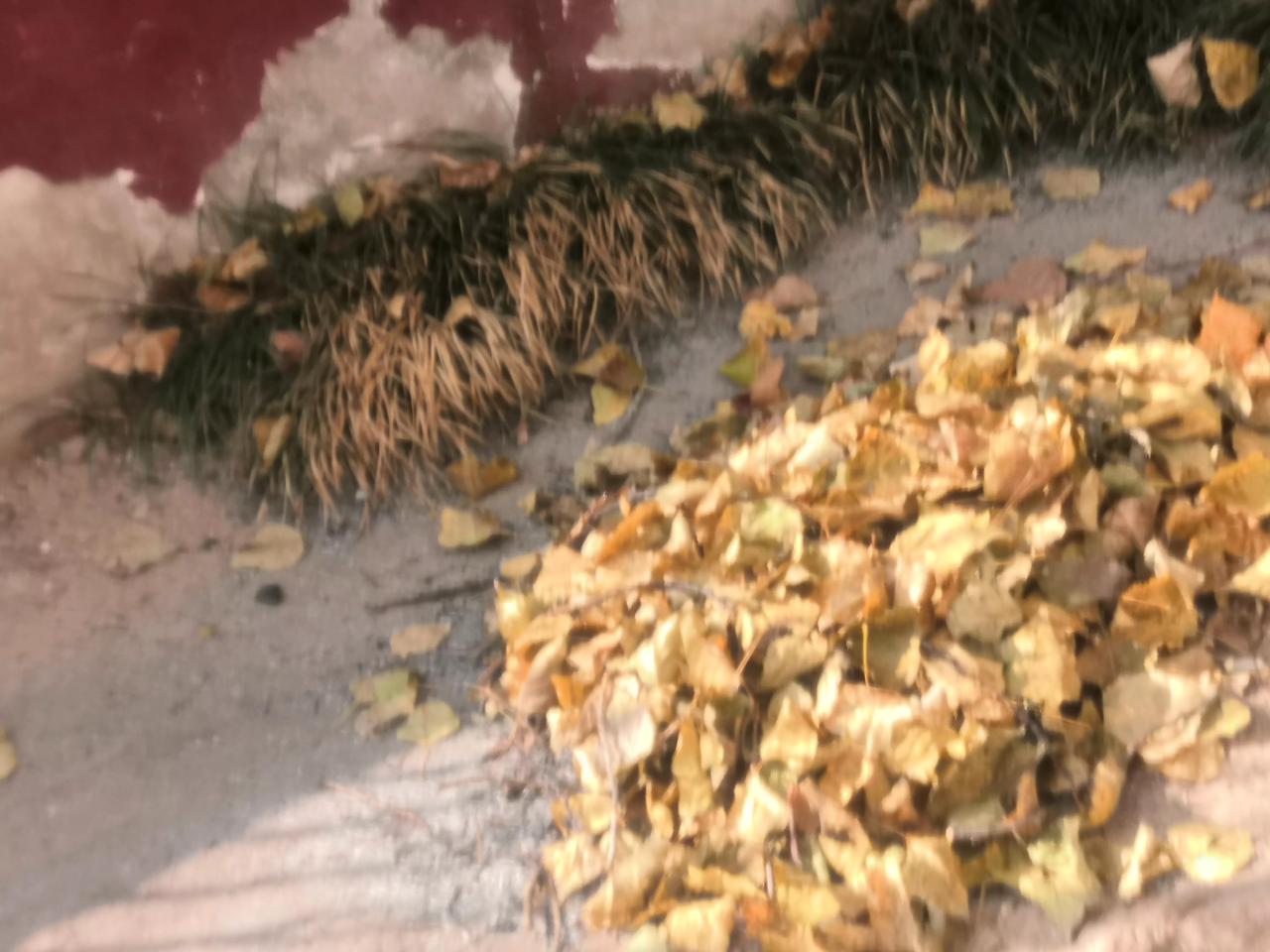 多想再回家，打开院门，喊一声妈妈有应答
