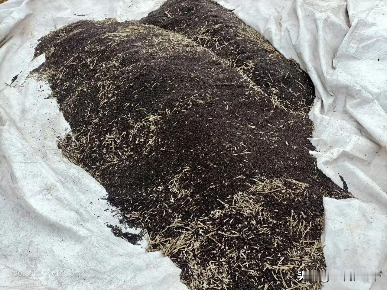小作坊现榨菜籽油
纯农家自食油
我们四川人口中的香油
菜籽一如既往的不好收
我们