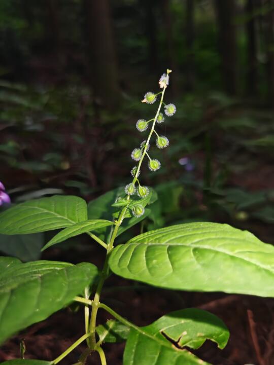 神奇植物在这里，有没有认识它的朋友