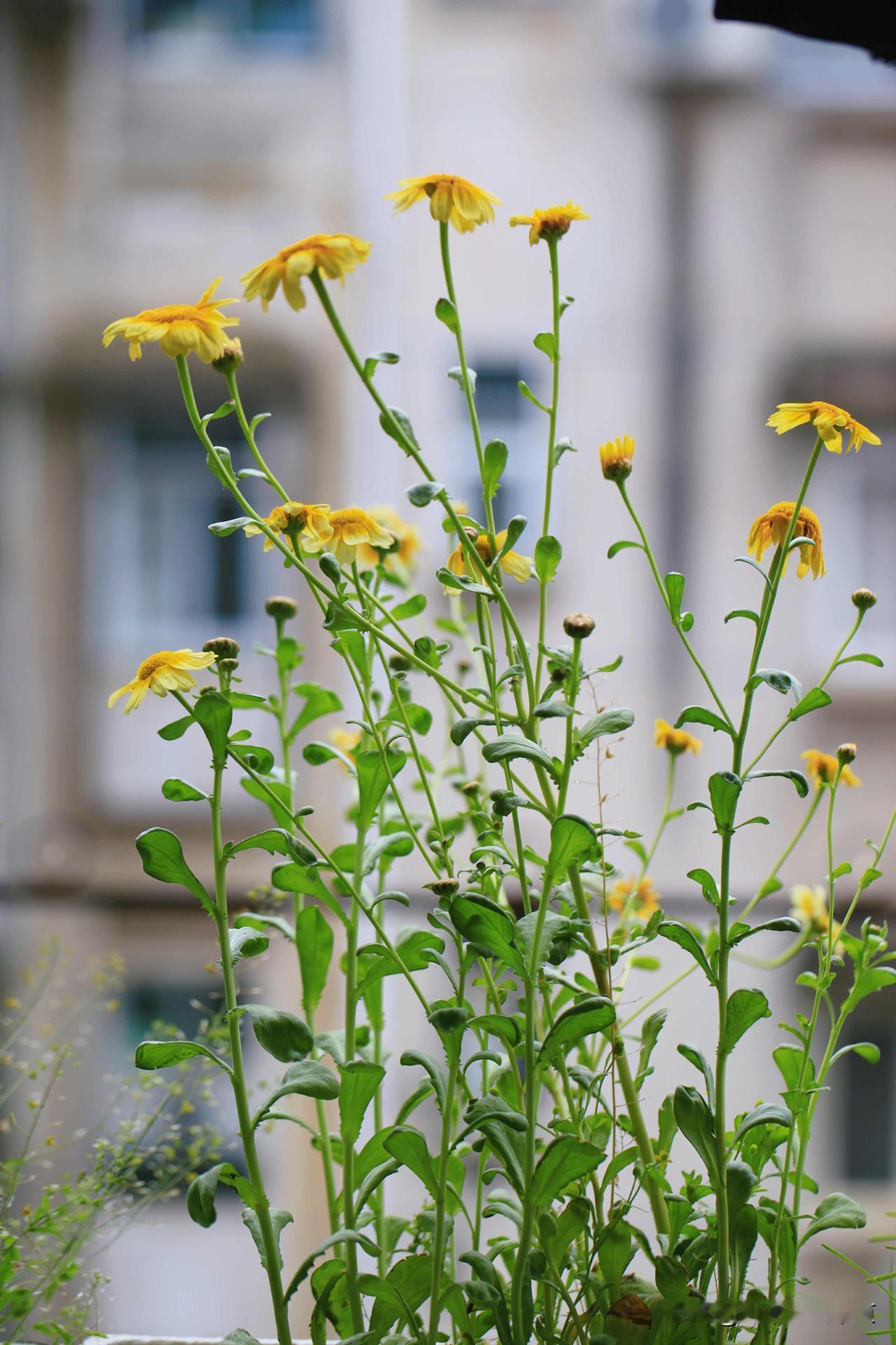 我给个提示：这是一种蔬菜开的花[尬笑]