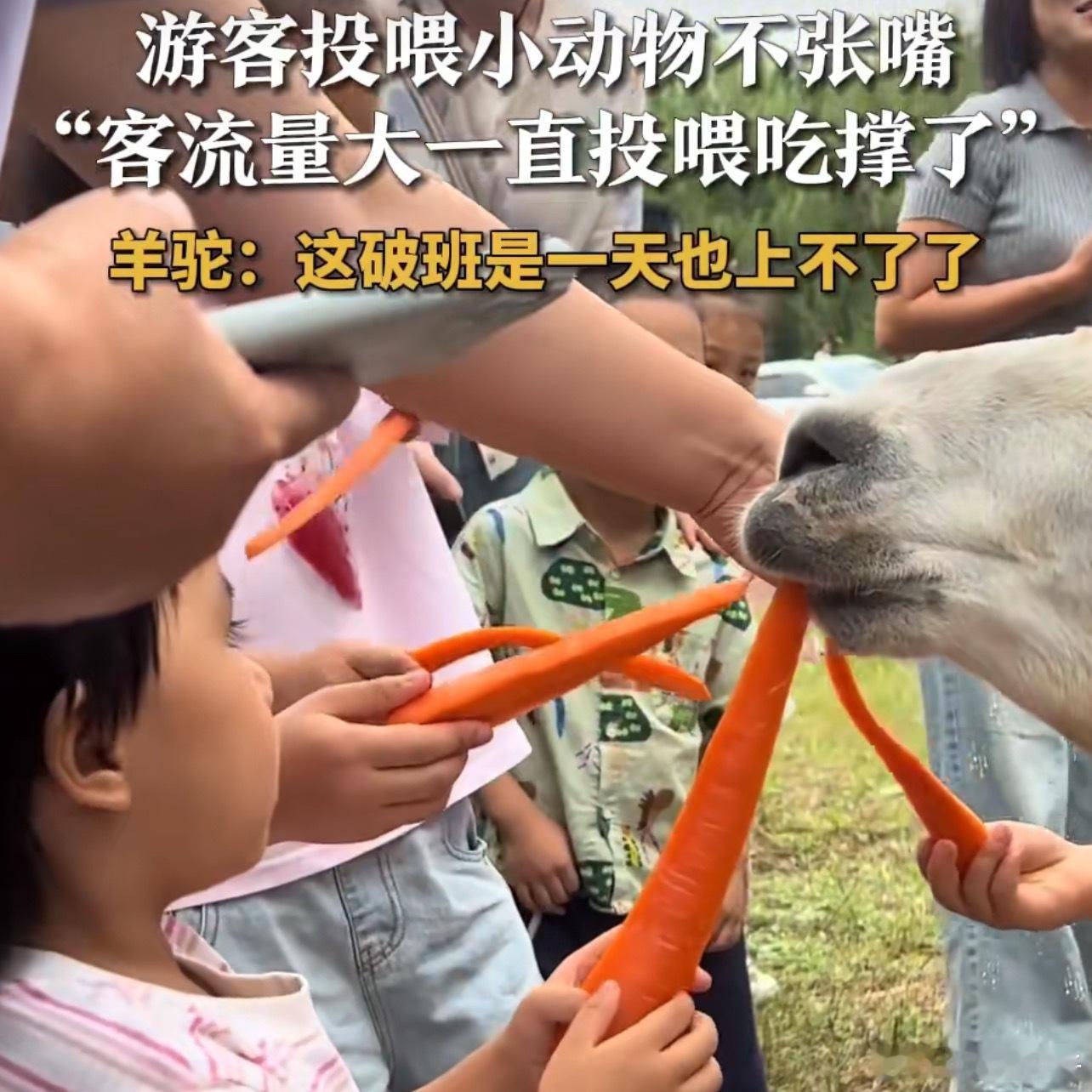动物园回应羊驼不张嘴是吃撑了羊驼：这辈子都没这么饱过[捂嘴哭] ​​​