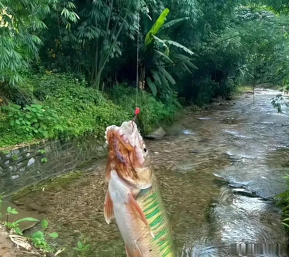 河里钓的，不知道什么鱼 ​​​