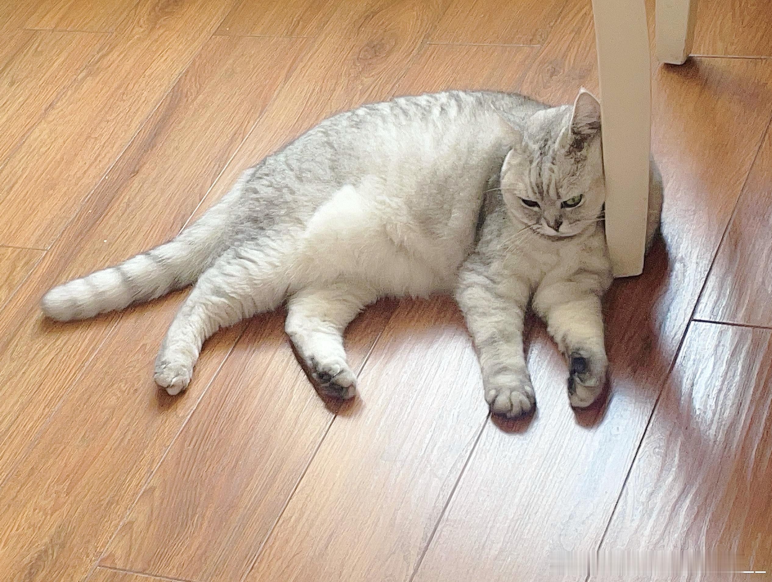 夏天了小猫不是会变瘦吗你怎么从8斤多变成9.6斤了…………… 