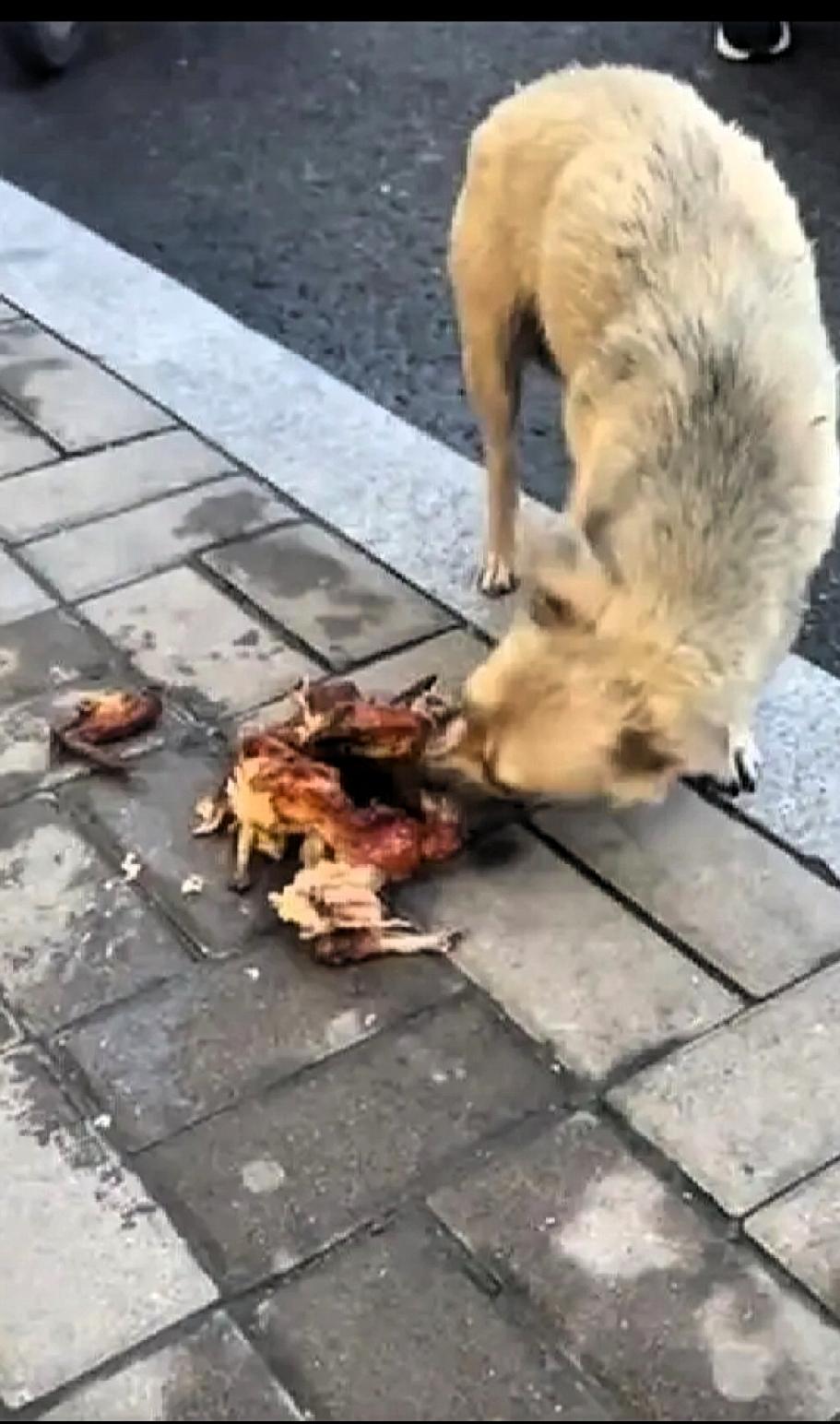 一位熟食店的老板不小心把烧鸡碰掉地上了，可老板没有放回原处，而是扔给了外面的流浪