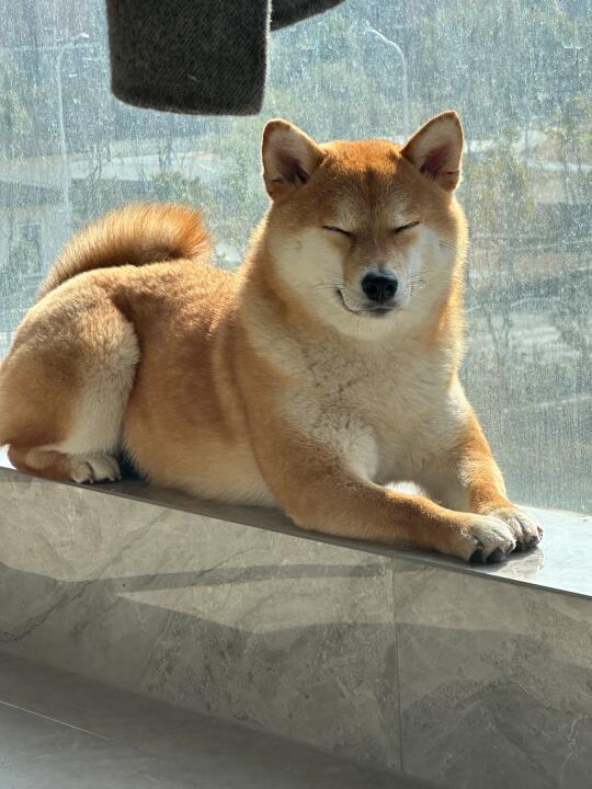 小狗也会春困
