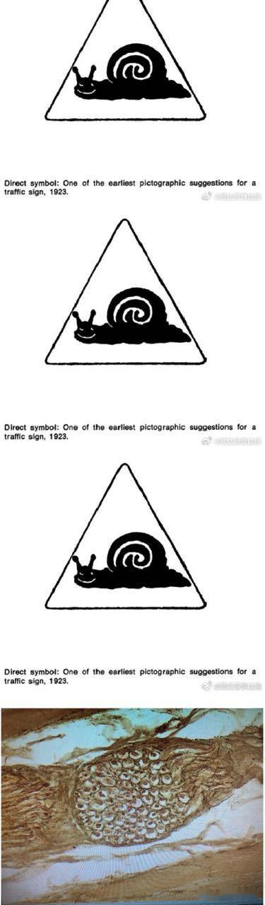 【密恐慎入】缟纻上课观察到的细胞 ​​​