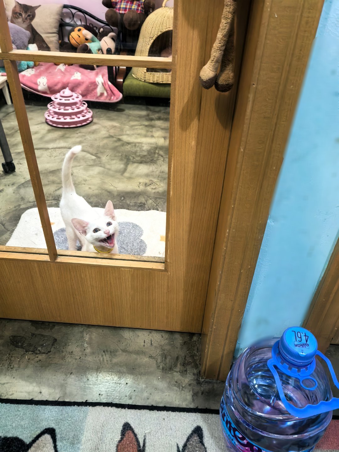 小猫咪滞销啊。。好像宝宝自己也知道，三个月了还没领养出去。。。深圳领养