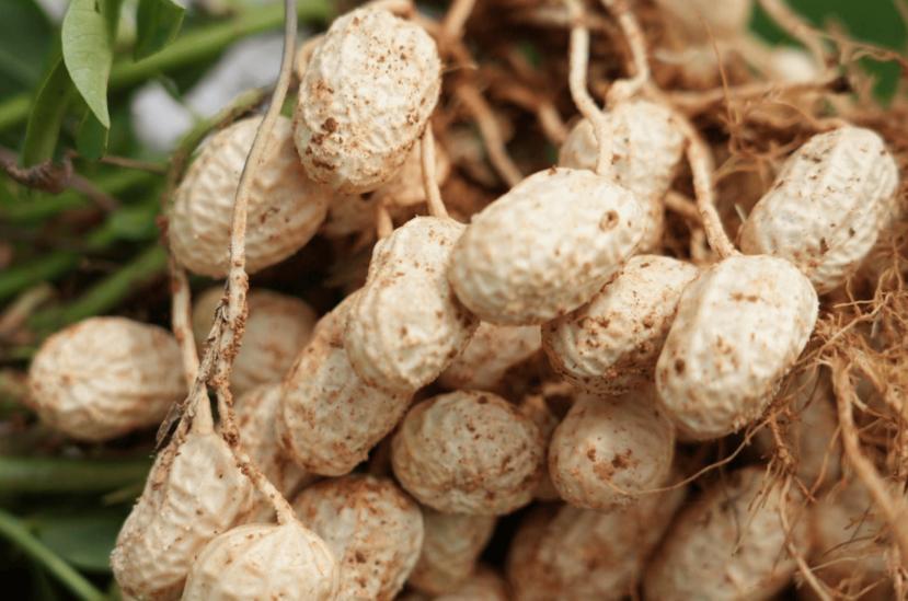 高血脂一粒花生都不能吃？叮嘱：不想患上脑梗，5种食物最好少碰

有人说花生脂肪高