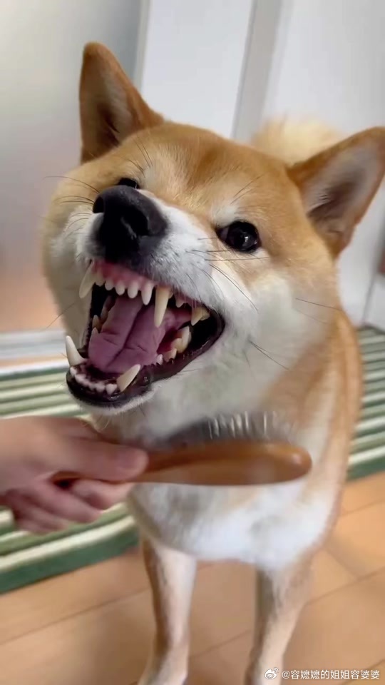 日本终于露出獠牙跟谁俩呢？ 