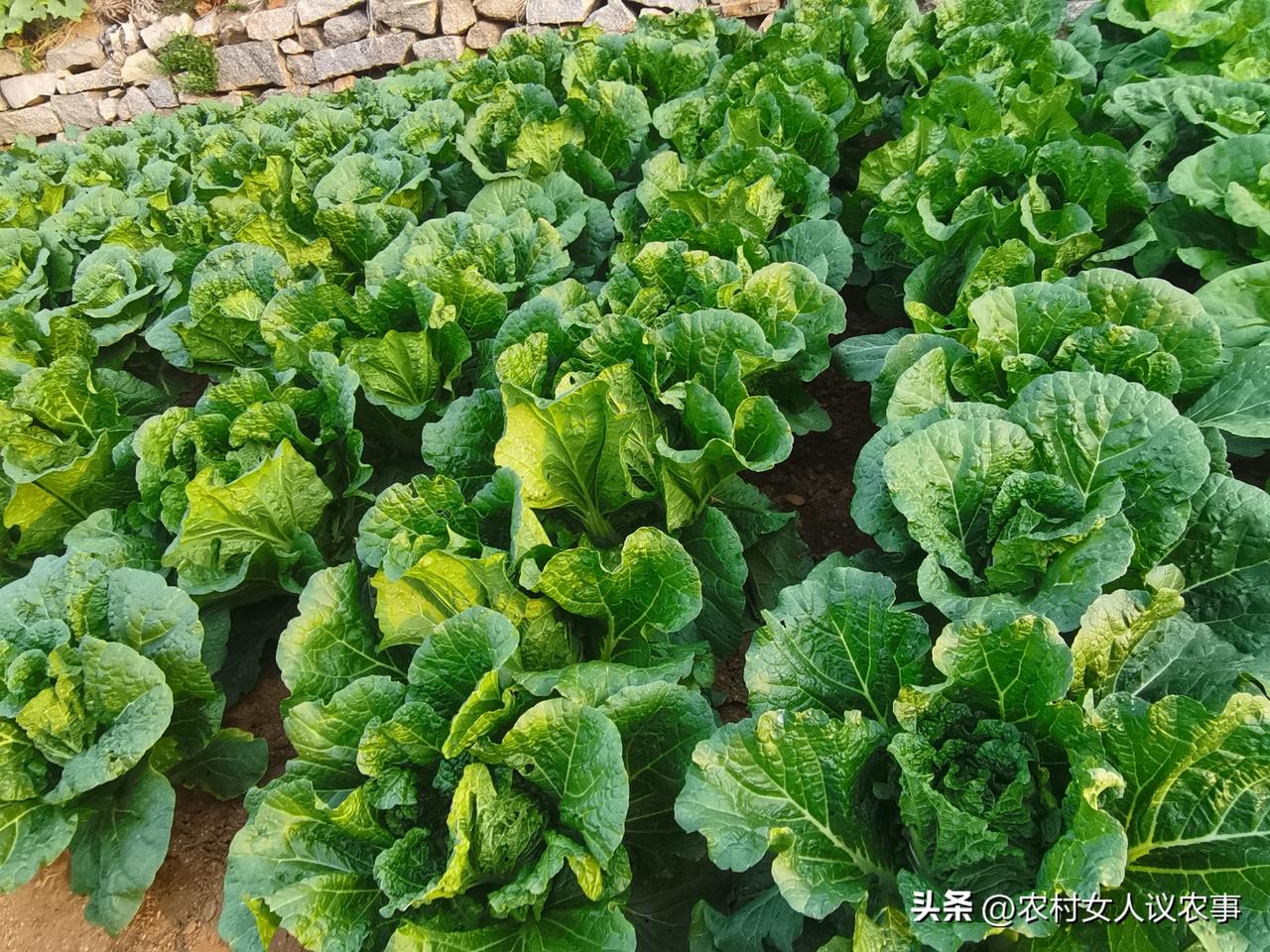 今年秋天是种菜最成功的一次。
从去年开始，就打起了想自己学着种菜的主意。
把给别
