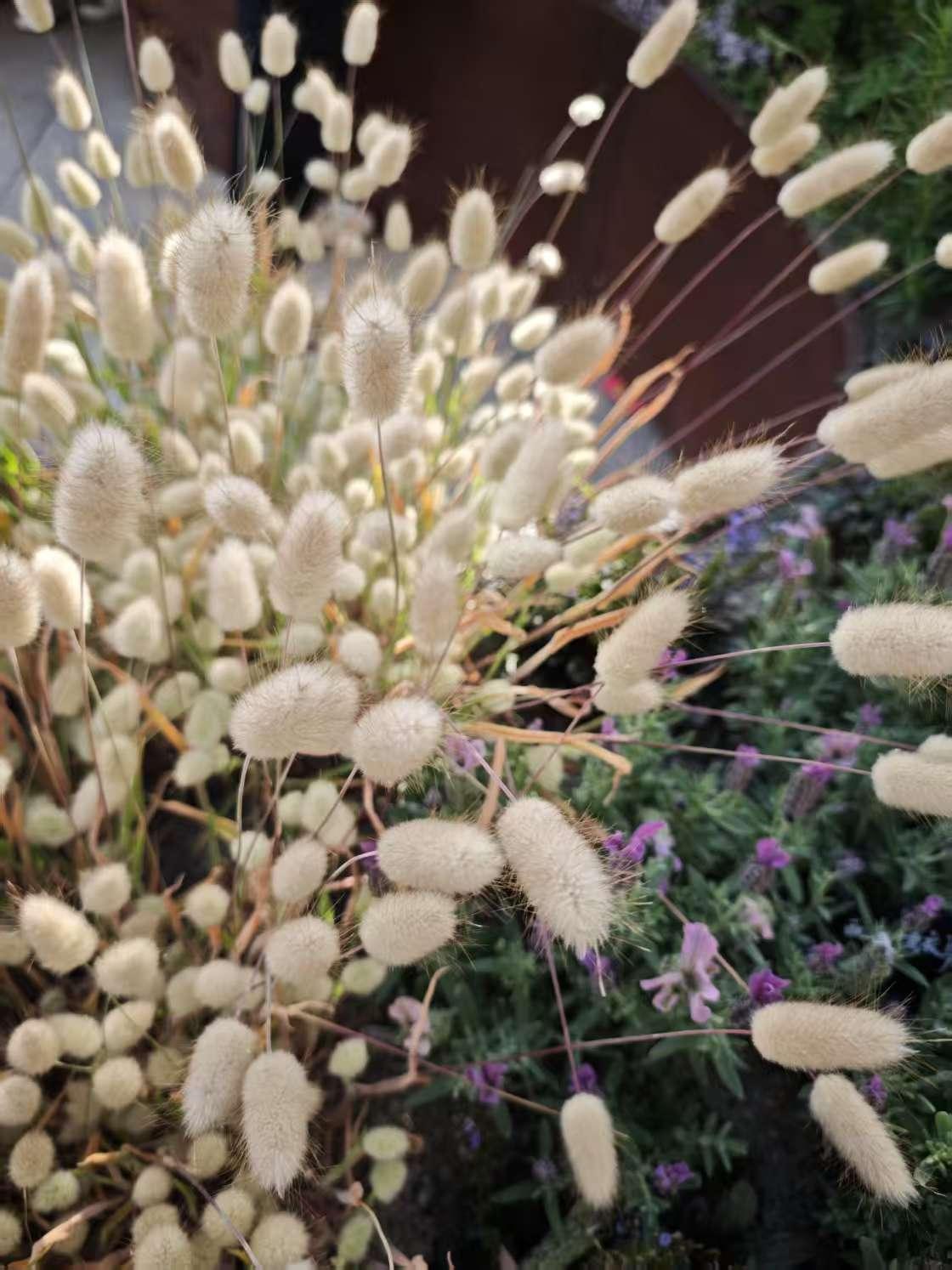 继续盘点今年四月份花展随手拍实景图分享！

花开新天地～2025春季上海国际花展