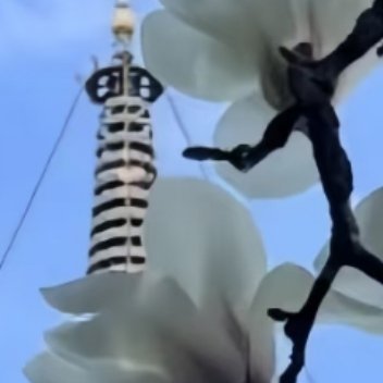 白玉兰1. 选择向阳避风环境：白玉兰喜光且畏强风，应种植在阳光充足、土壤深厚且排