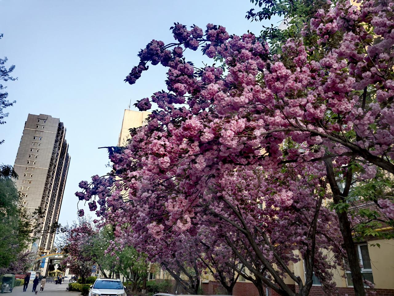4月中旬，银川某小区内，樱花悄然绽放，那景致美得令人惊叹。粉粉嫩嫩的樱花，一朵紧