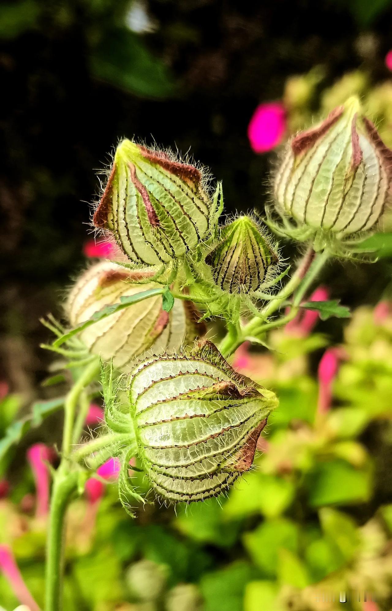 #护苗有我2024#（原创）
随拍分享
#奇特植物随拍#