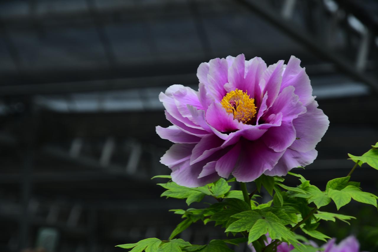 洛阳牡丹花天下，名不虚传！
洛阳旅行第一站应天门。第二天我们就去看牡丹。因为已经