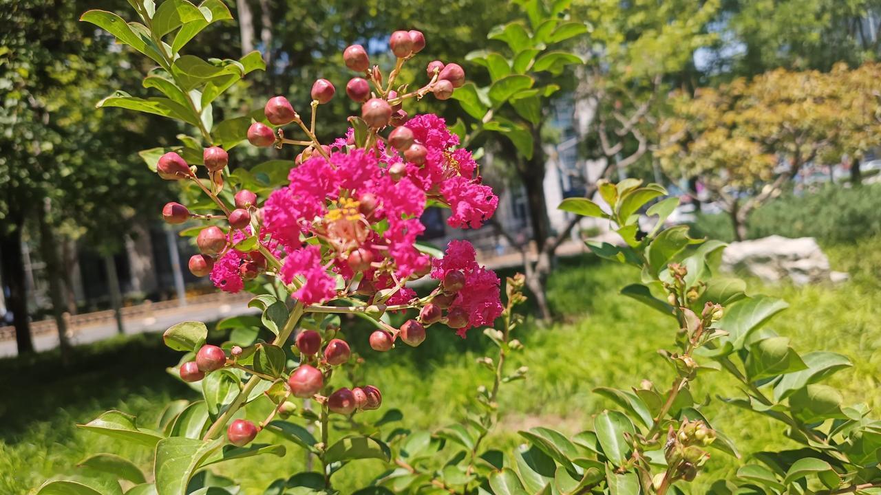 
火红的紫薇，
点燃了夏日，
是热情挂在枝头