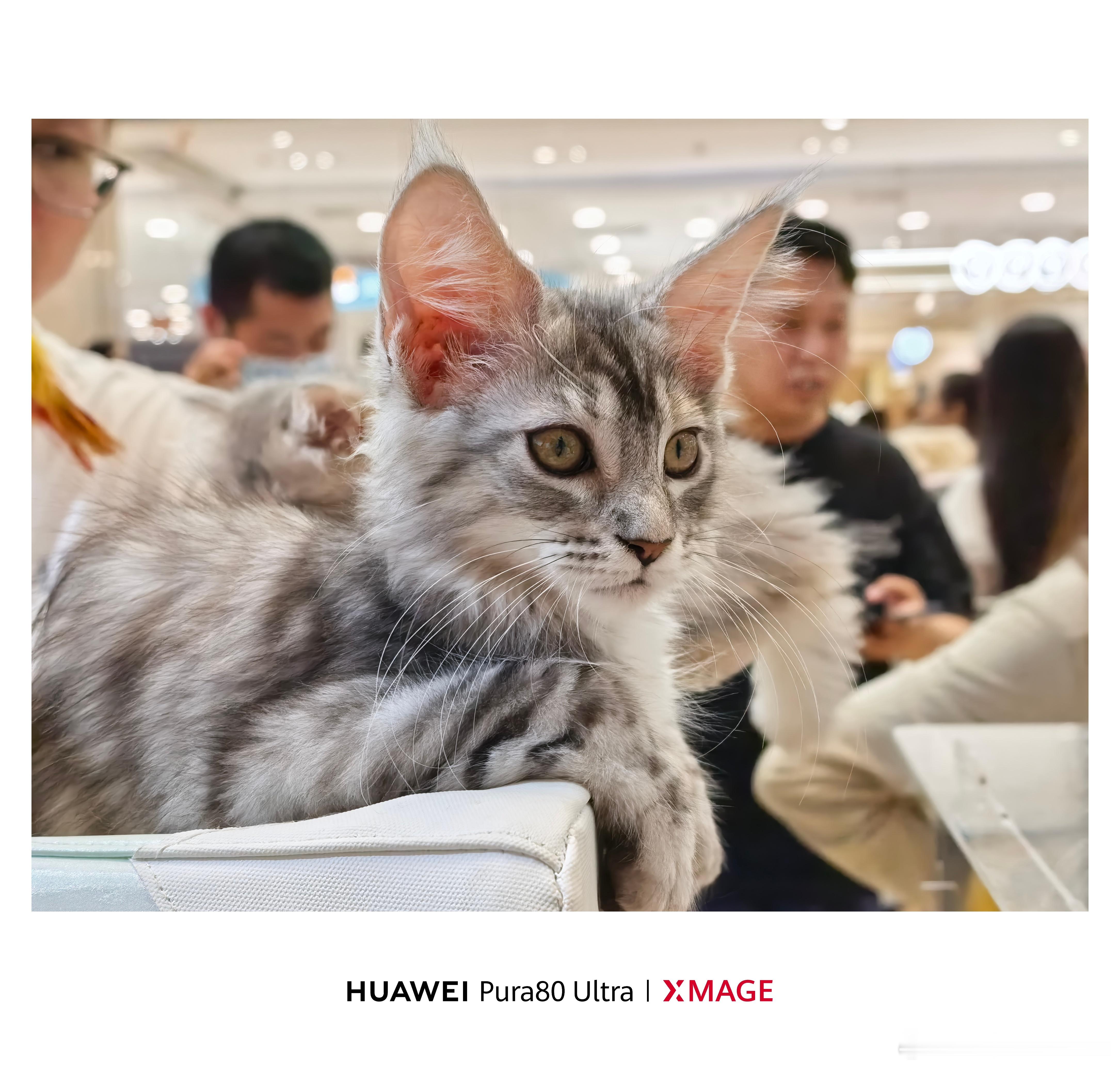 商场里遇到了宠物比美大赛，一通狂拍！！！谁是你心中最美的猫猫[喵喵] ​​​
