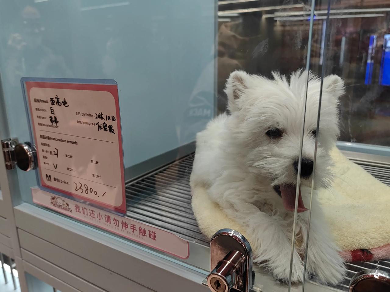 现在什么值钱，阿猫阿狗值钱了。
下面是我在中关村大融城拍摄的图片。
依我审美观点