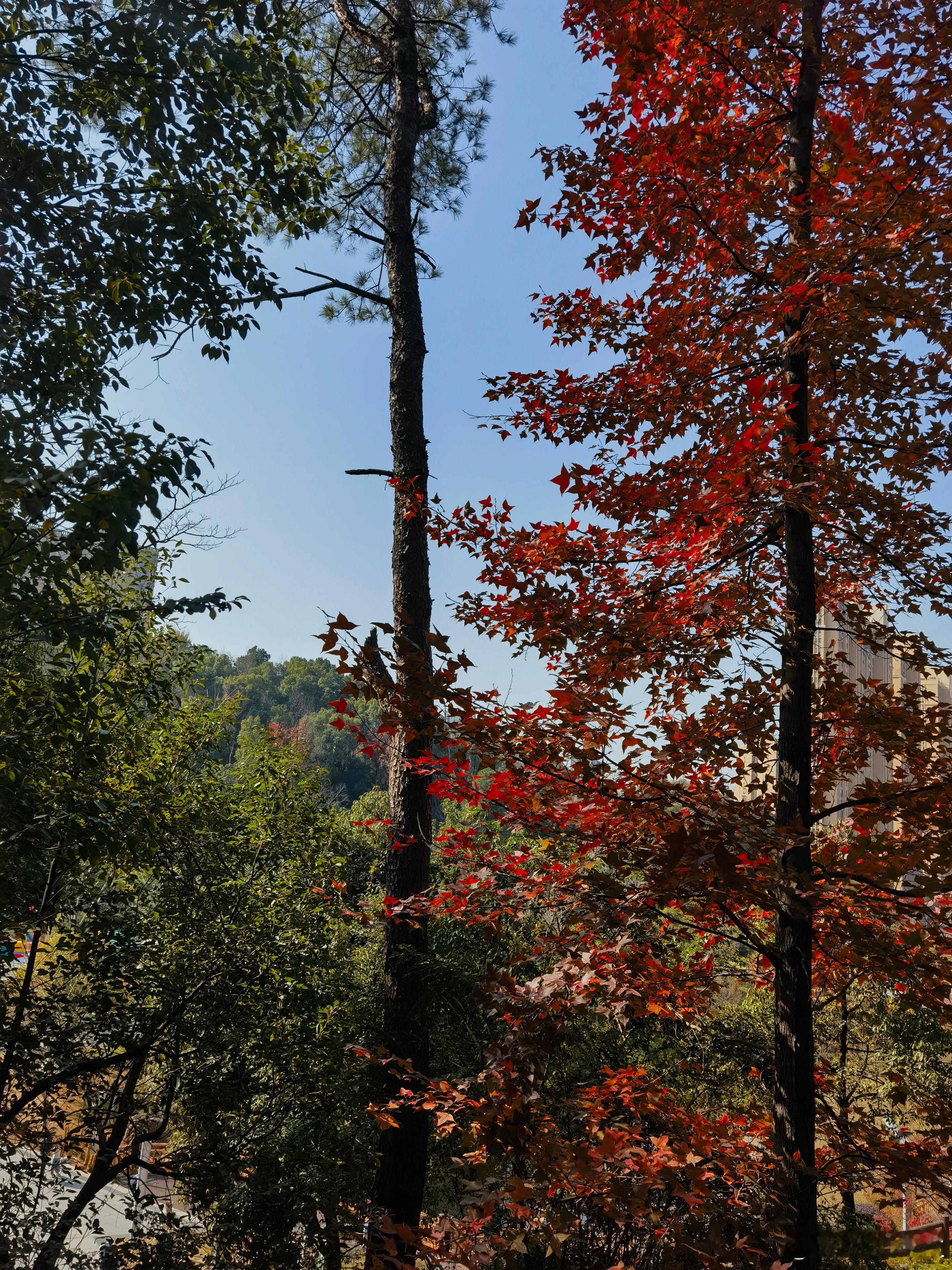 登山乙巳冬月，地气犹温，冬阳敷金如春酿。携妻女往城南狮子山，市声渐杳，林籁初迎。