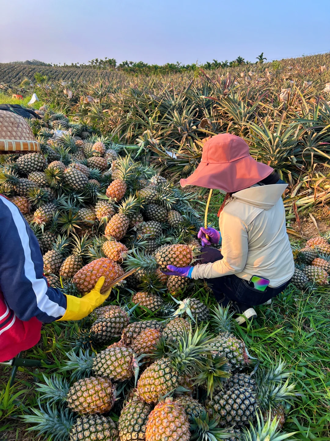 海南太热了，凤梨是真的甜！