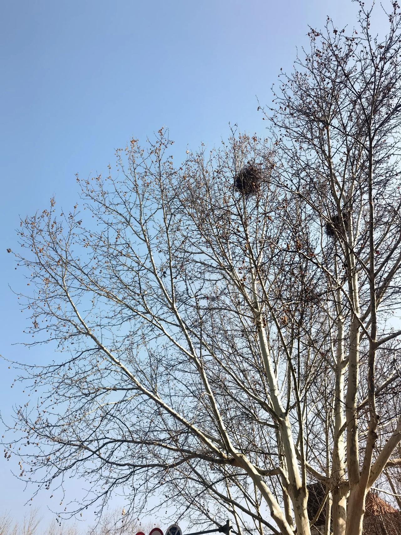 喜鹊是筑窝高手，在高耸的树梢上安家。非常佩服喜鹊的智慧，高处安家防贼防盗，视野开