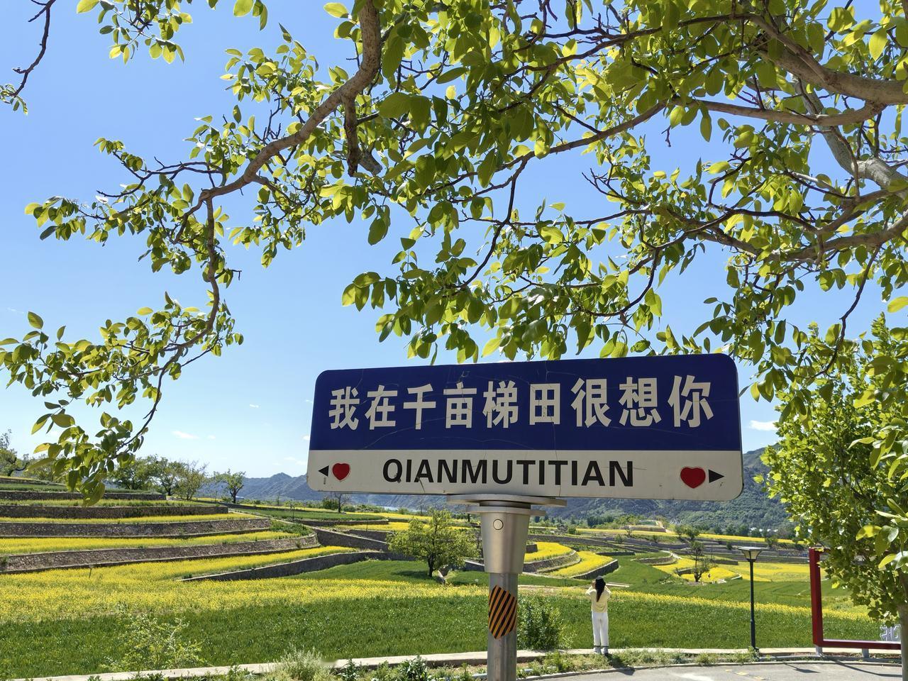 我在千亩梯田很想你
五一假期结束了，只见游客少了很多，我借此机会来平谷区镇罗营镇