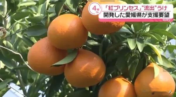 日本又上演了一出极具戏剧性的闹剧，操作堪称离谱又双标。一边是日本员工偷偷潜入我国