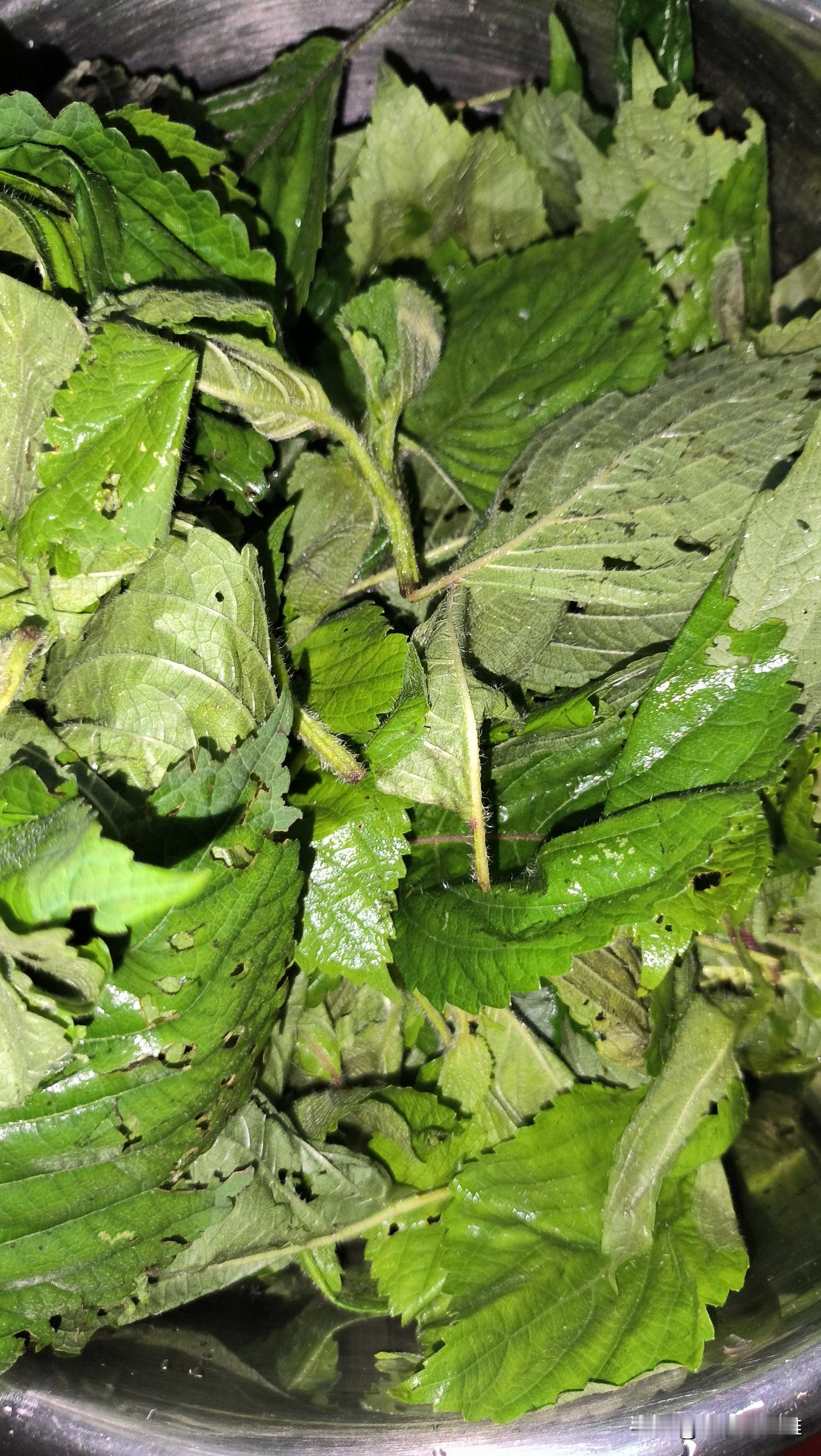 给大家分享一下紫苏叶子的吃法！
这是这两天宁波各山头田边都有的野生紫苏叶子，与家