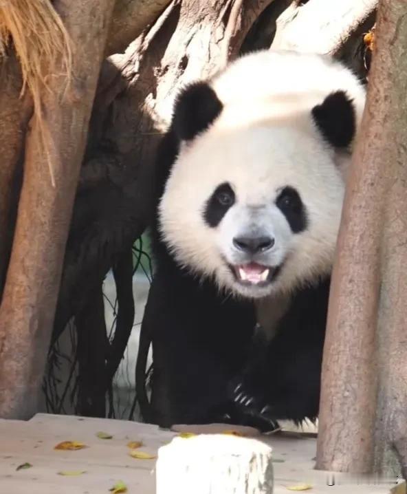 微笑天使三妹儿笑起来多么天真多么烂漫多么可爱呀，但可爱娃娃也有一身反骨，妈妈不让