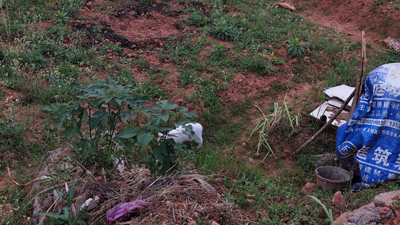 晒生活点滴 偶遇的可爱小猫咪