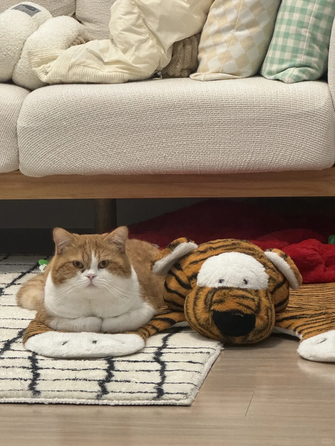 大老虎和小老虎