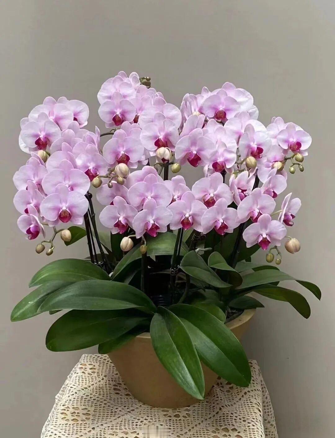 蝴蝶兰之美——杭州美女

“杭州美女”蝴蝶兰，光听名字就自带江南温婉气质，是蝴蝶